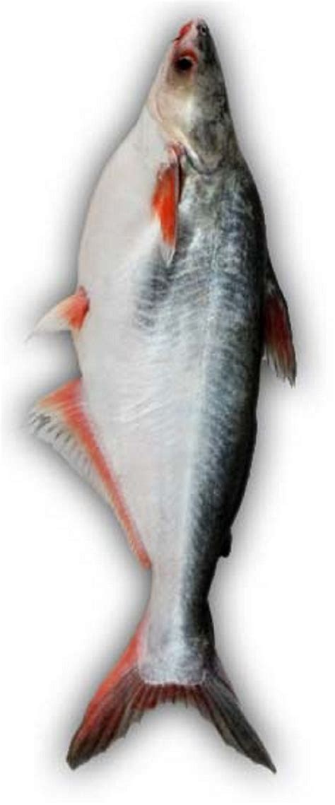 pangasius fish|Pangasius Fish: Origin, Characteristics, Uses, Photo.